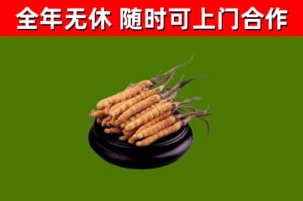 阜新烟酒回收冬虫夏草.jpg